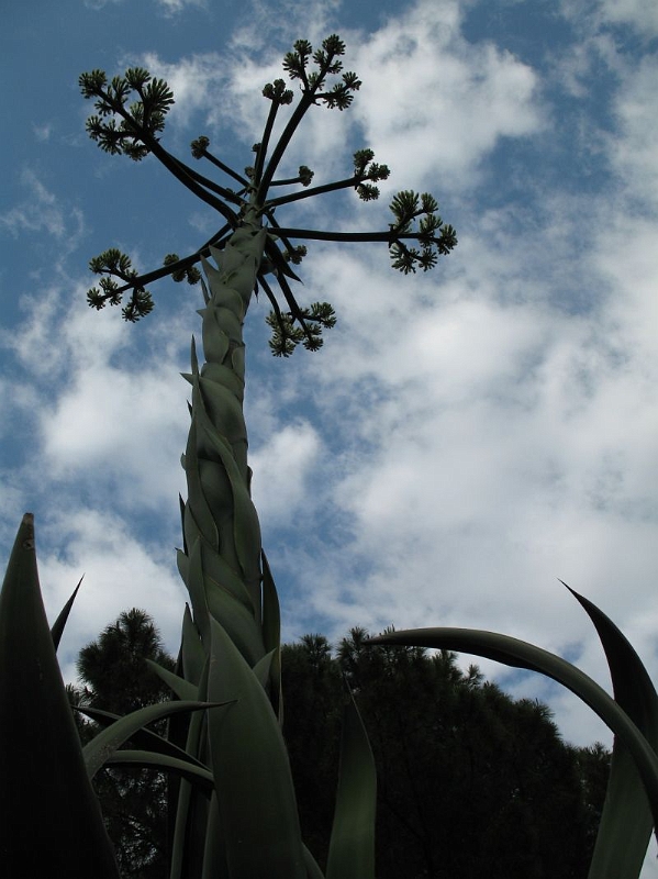 PALERME - jardin botanique (10).jpg